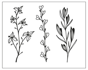 decorative branches with berries, leaves and buds, linear, black and white botanical illustration