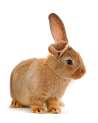 Obraz premium Brown rabbit isolated.