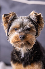 Yorkshire Terrier Dog