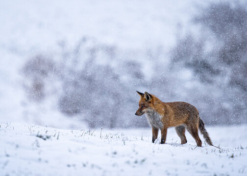 fox on the hunt
