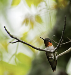 Hummingbird