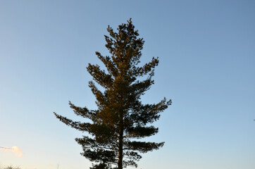 One of the taller pine needles of light green color with a blue-green tinge. The natural shape is...