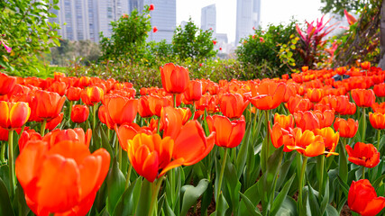 Obraz premium Tulips in full bloom in the park