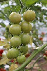 bunch of green, fresh, unripe tomatoes in a greenhouse with a blurry background