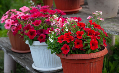 Bright red and crimson petunias in a pot.