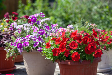 Bright red purple petunias in a pot, lit by the sun against a blurred green background. Flower arrangement in the garden