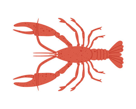 Vector illustration of lobster. Hand-drawn illustration in flat style. The concept of marine life, the diversity of wildlife, the world of marine crustaceans. Suitable for web and print design.