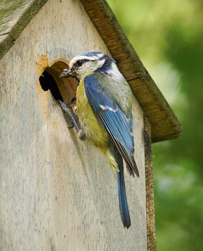 M&eacute;sange bleue pr&ecirc;te &agrave; entrer dans son nichoir dans le jardin.