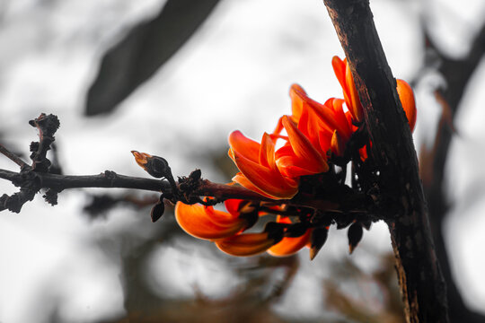 Closeup views of the flame of the forest (Butea monosperma) in full bloom. Palash flowers (Butea Monosperma) blossom on the branches of Palash trees.