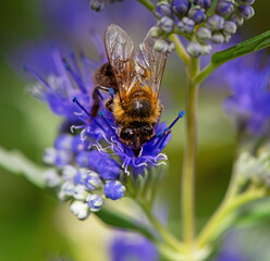 Bee on a bluebeard flower blossom