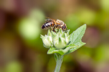 Honeybee collecting nectar on a flower blossom