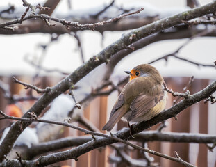 European robin sitting on an apple tree