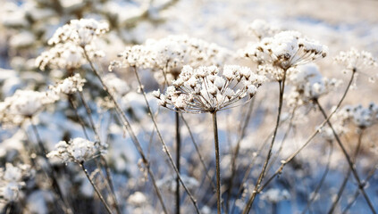 Frozen spikelets on a snowy winter field