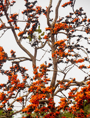 Fototapeta premium In springtime, there are lots of Palash flowers (Butea Monosperma) blossom on the branches of Palash trees.