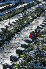 Fototapete bei efototapeten.de bestellen   