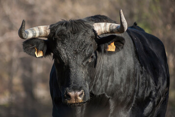 
Iberian Avilanian breed bull in the field