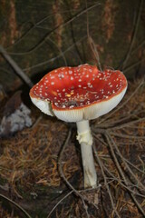 champignon rouge sous les bois