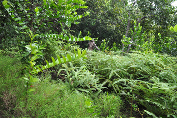 View of the forest with ferns bush in the Island of La Digue
