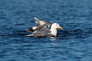 Gaivota de patas amarelas, ave que nidifica na ilha das Berlengas e podem ser observadas no Cabo Carvoeiro.