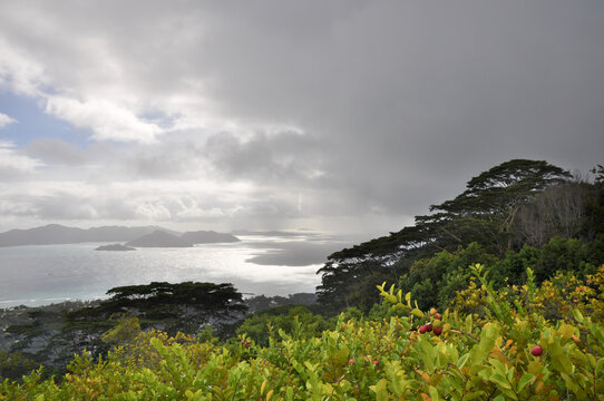 Ocean view over Praslin island with dramatic sky and the tropical Cocoplum (Chrysobalanus icaco) plant in foreground