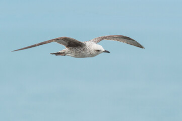 Gaivota de patas amarelas, ave que nidifica na ilha das Berlengas e podem ser observadas no Cabo Carvoeiro.