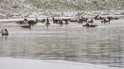 Kanadagänse und eine Ente vergnügen sich auf einer Überflutungswiese während des Hochwassers im Februar 2021 im hessischen Ried beim Altrhein