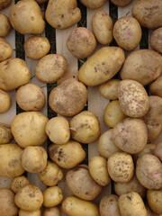 Potato harvest