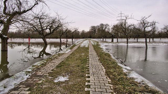 Obstwiesen am Altrhein sind durch Hochwasser im Februar 2021 überflutet und teilweise vereist