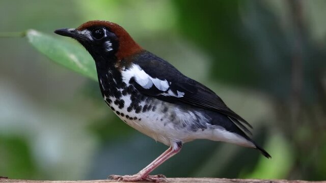 4K wildlife footage of bird Chestnut-capped Thrush perched in a tree