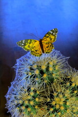 Cactus covered in spiderweb