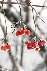 Winter frozen viburnum under the snow. Viburnum in the snow. Red berries. Wonderful winter. Hoarfrost