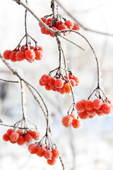 Winter frozen viburnum under the snow. Viburnum in the snow. Red berries. Wonderful winter. Hoarfrost