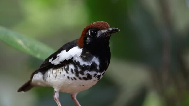 4K wildlife footage of bird Chestnut-capped Thrush perched in a tree