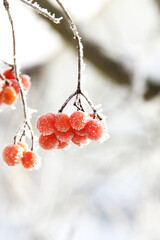 Winter frozen viburnum under the snow. Viburnum in the snow. Red berries. Wonderful winter. Hoarfrost