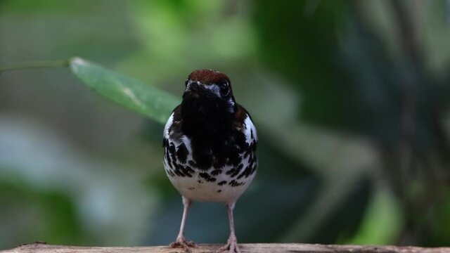 4K wildlife footage of bird Chestnut-capped Thrush perched in a tree