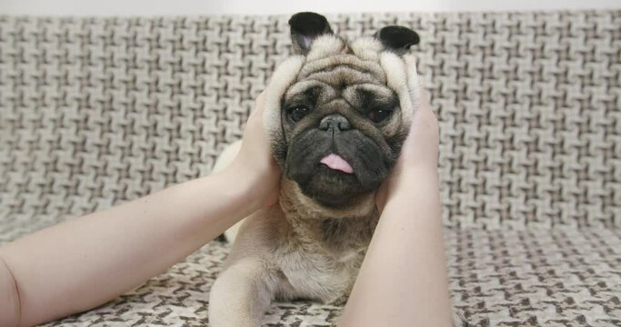 Owner playing with its funny cute pug dog, making ears like rabbit. Funny dog concept