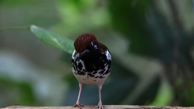 4K wildlife footage of bird Chestnut-capped Thrush perched in a tree