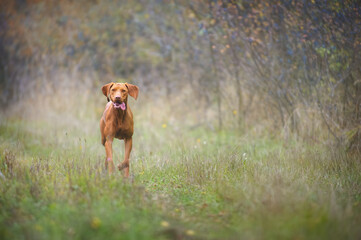 Magyar Vizsla running across a bush-lined meadow. This dog breed is also known as Hungarian Hound or Hungarian Pointer.