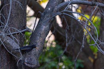Male Blackbird, Turdus merula. Black-colored bird in its natural habitat .