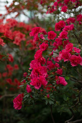 Красные Цветение цветов в оранжерее