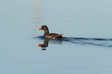 Galinha de água, reproduz-se em lagos, com vegetação.
