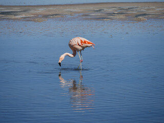 Flamingo's in Chille, atacama san pedro	
