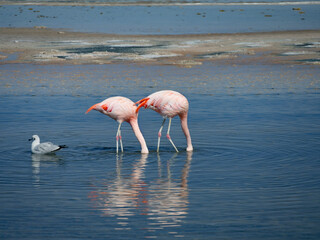 Flamingo's in Chille, atacama san pedro	
