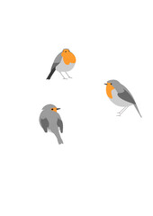 rouge gorge prenant trois positions différentes face coté et trois quart