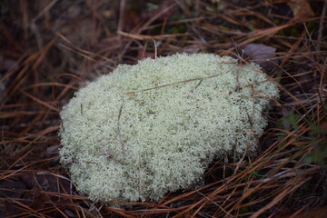 Simplistic clump of moss growing on a bed of dead leaves