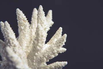 Dry coral branch on black background