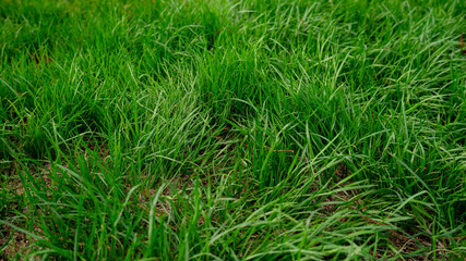 The Lush Meadows of the park