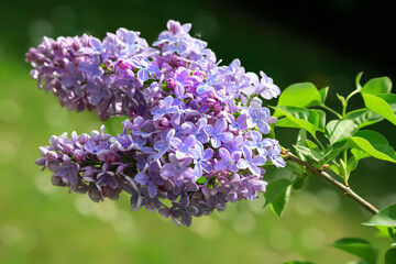 A branch lilac blossoms. Blurry background and bokeh. Blooming syringa branch in springtime. Beautiful spring flowers in orchard.