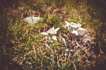 Edelweiss flowers in Vanoise national Park, France