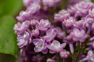 Blossoming syringa. Lilac branch in springtime. Violet florets of lilac spring in the orchard. Nature blurry background.